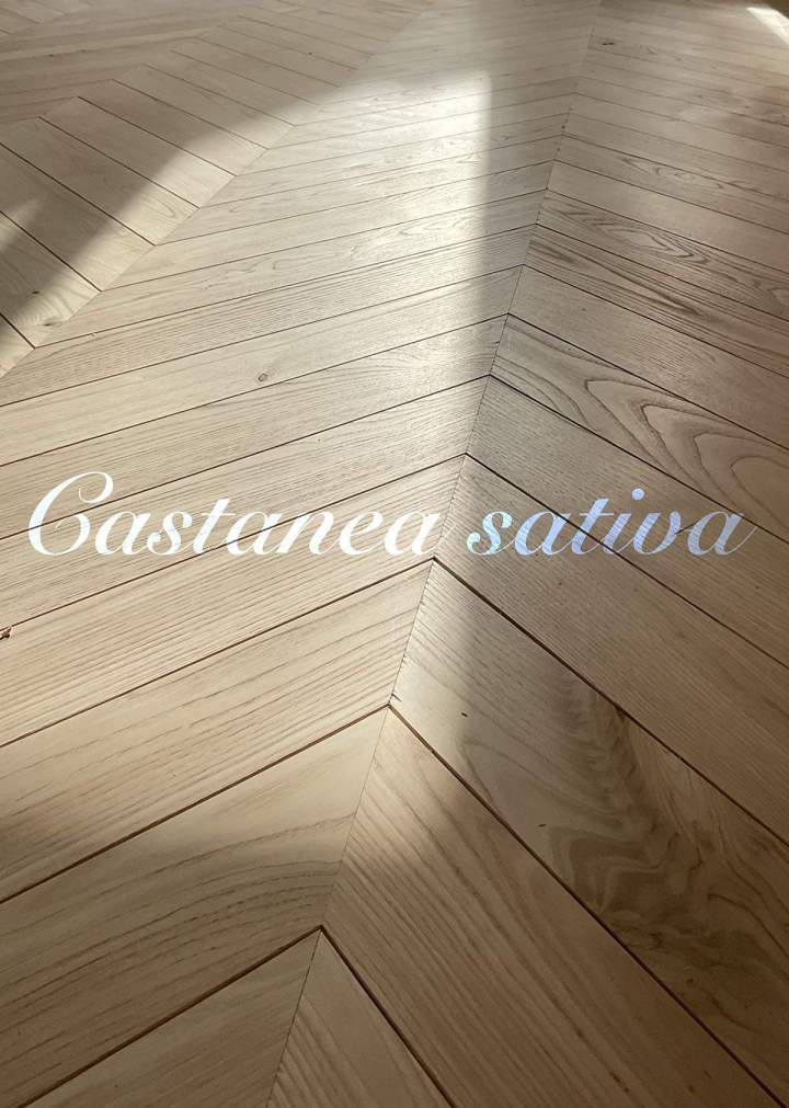 Castanea sativa (châtaignier) Nîmes